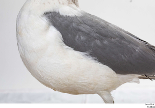 Common gull Larus Canus belly body wing 0003.jpg